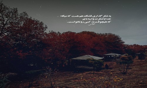 تنهایی تو جنگل سرسبز مه آلود